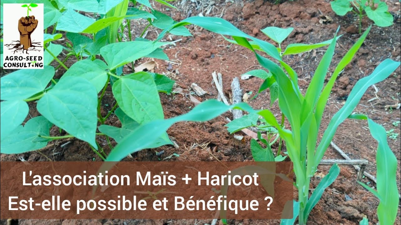 L'association Maïs + Haricot Est-elle possible et Bénéfique ?