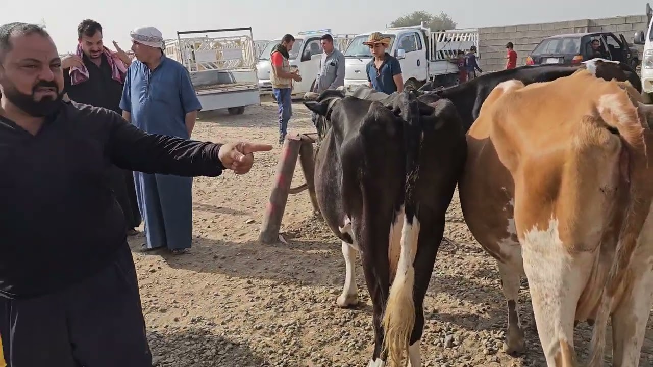 سوق البقر في صلاح الدين الشرقاط 2023/6/17