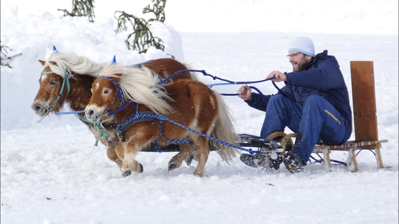 Parsberger Pferdeschlittenrennen 2019.........Spaß im Schnee !!