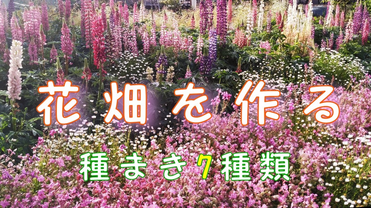 [花畑を作る] 　ルピナスの花を中心にいろんな種類の花の種を蒔き春の花畑の準備をします　ルピナス花畑　ガーデニング