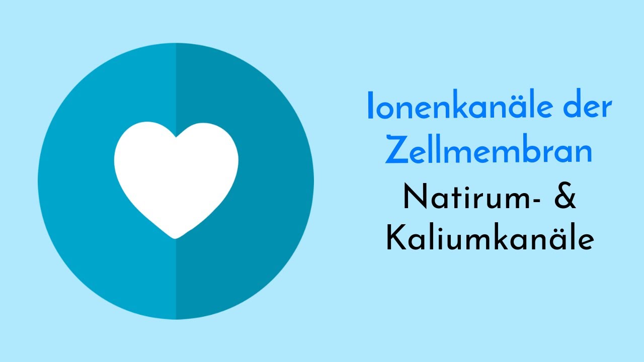 Ionenkan&auml;le der Zellmembran: Natrium- & Kalium-Kan&auml;le einfach erkl&auml;rt! Struktur & Selektivit&auml;t