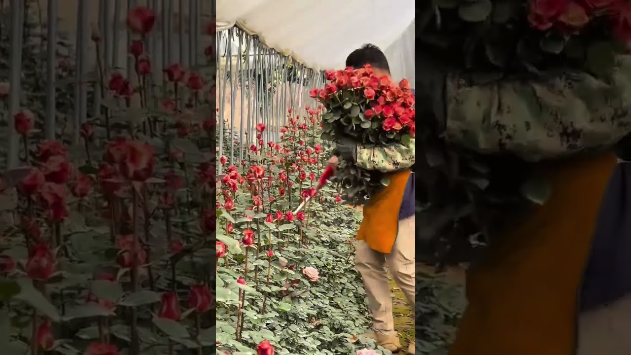 Harvesting Love A Massive Bouquet of Fresh Red Roses from the Greenhouse