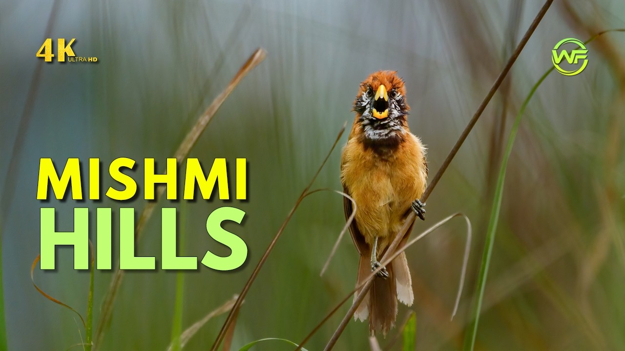 Mishmi Quest – Rare Birds of the Eastern Himalaya | 4K Bird Documentary