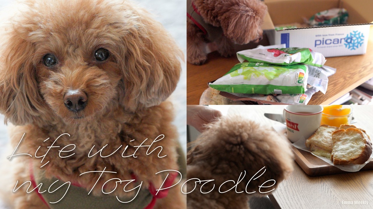 トイプードルと暮らす日常 | 春が近づく日のブランチと作り置き |Picardのベシャメルでクロックムッシュ|Croque Monsieur&French Toast Prep|Emma Weekly