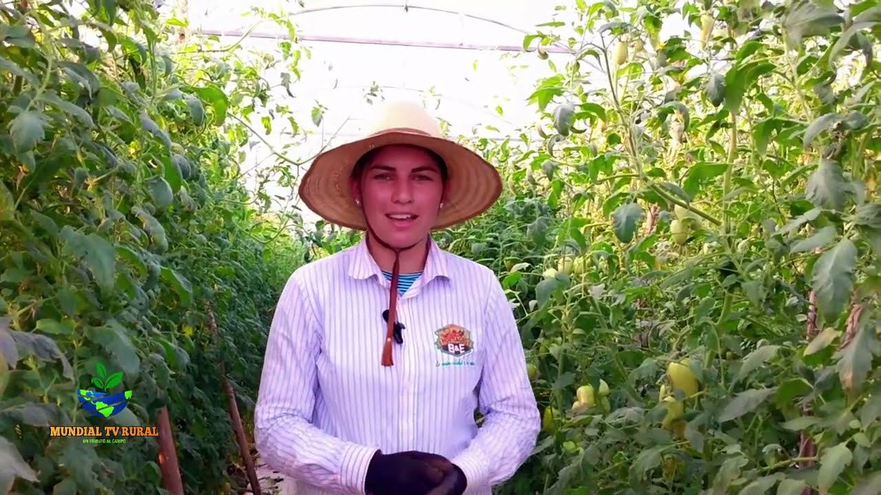 #MUNDIALTVRURAL|Producción de tomates de pequeños productores del km 24 acaray.