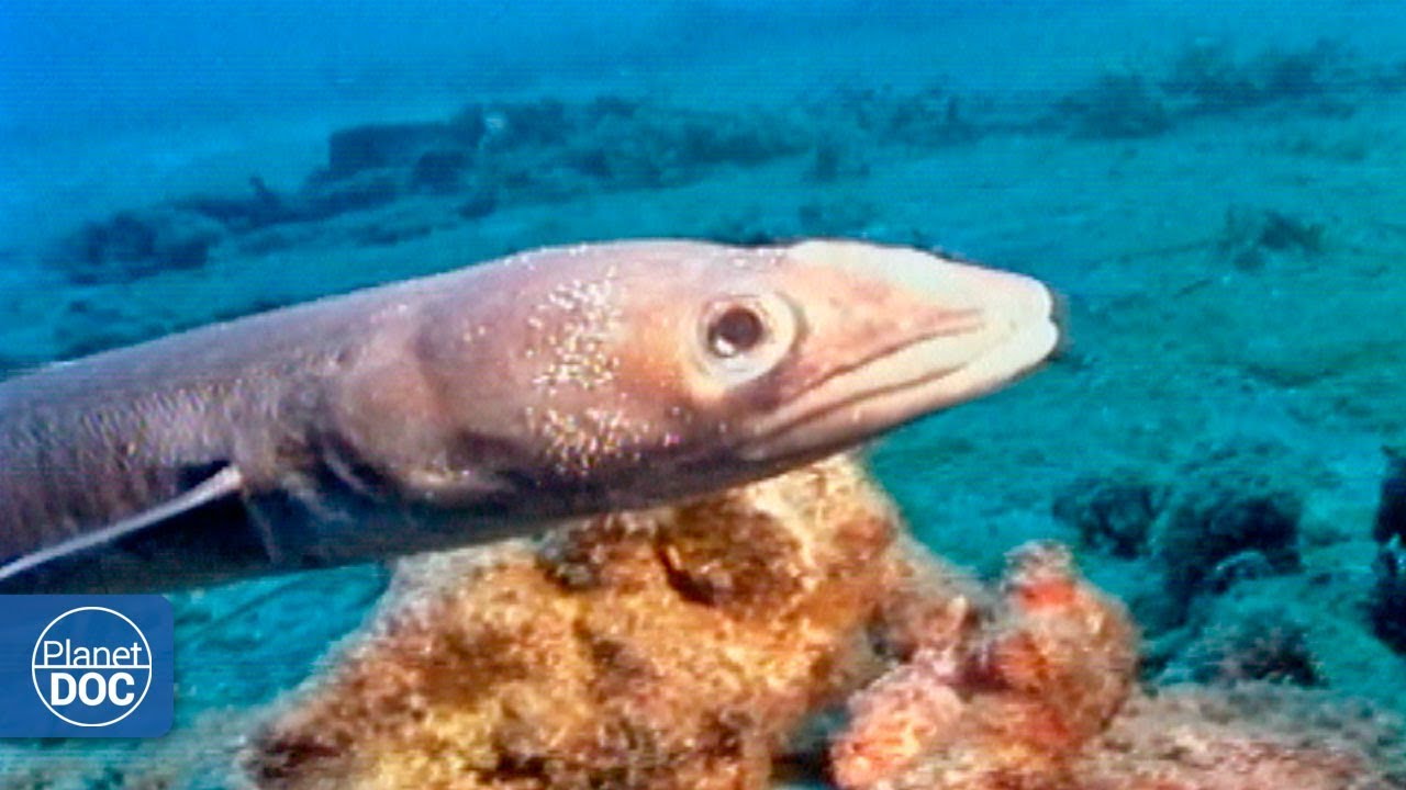 Cabrera Sea Bottom . Balearic Islands - Part 4