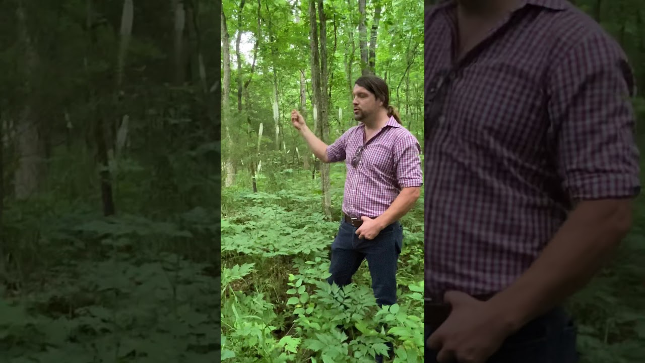 Black Cohosh Part 1