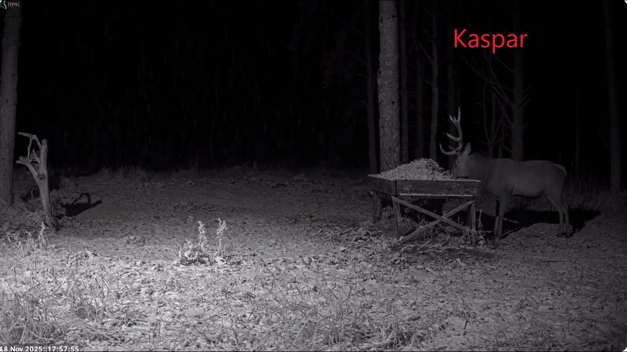 Red deer Cam Estonia 2025/11/18 &19