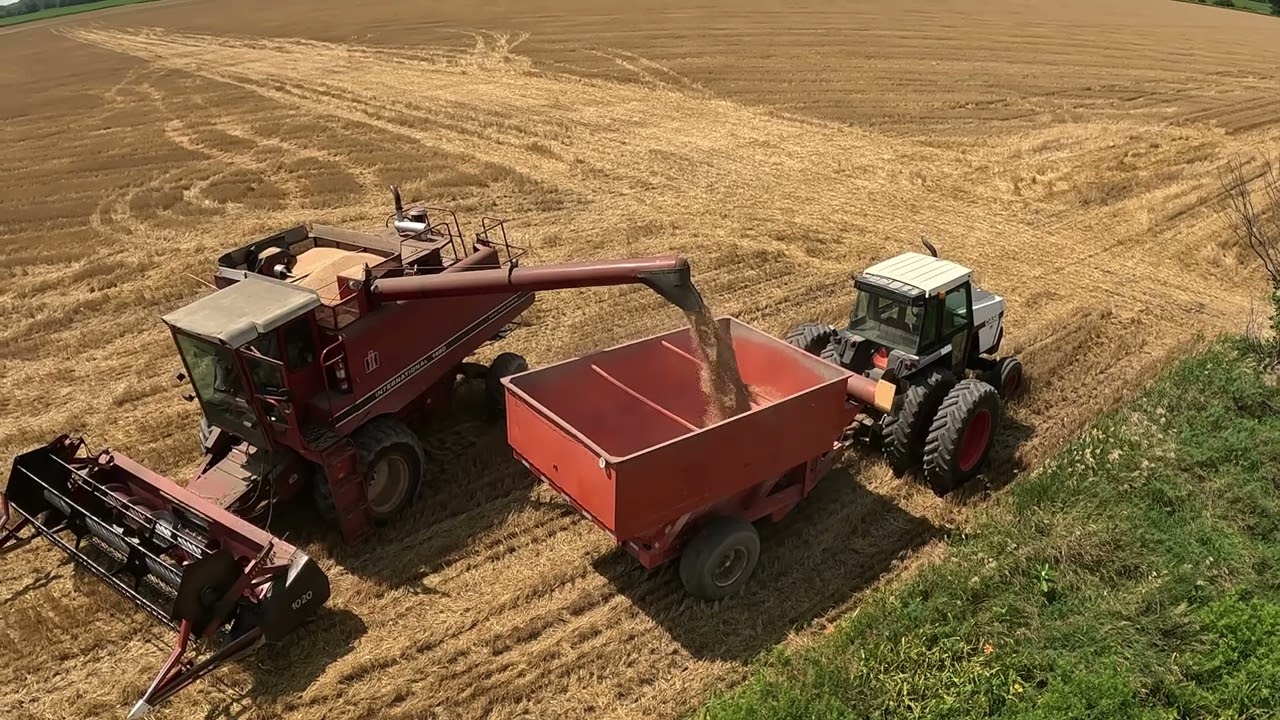 International 1460 - Farmer Bob Winter Wheat Harvest 2023 - #harvestchaser