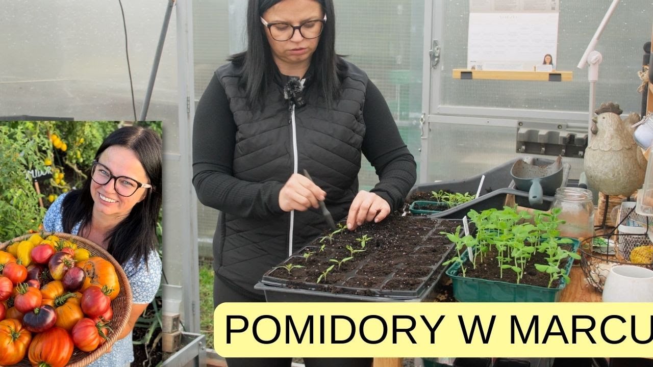 PIKOWANIE POMIDORÓW MARZEC. UPRAWA POMIDORÓW