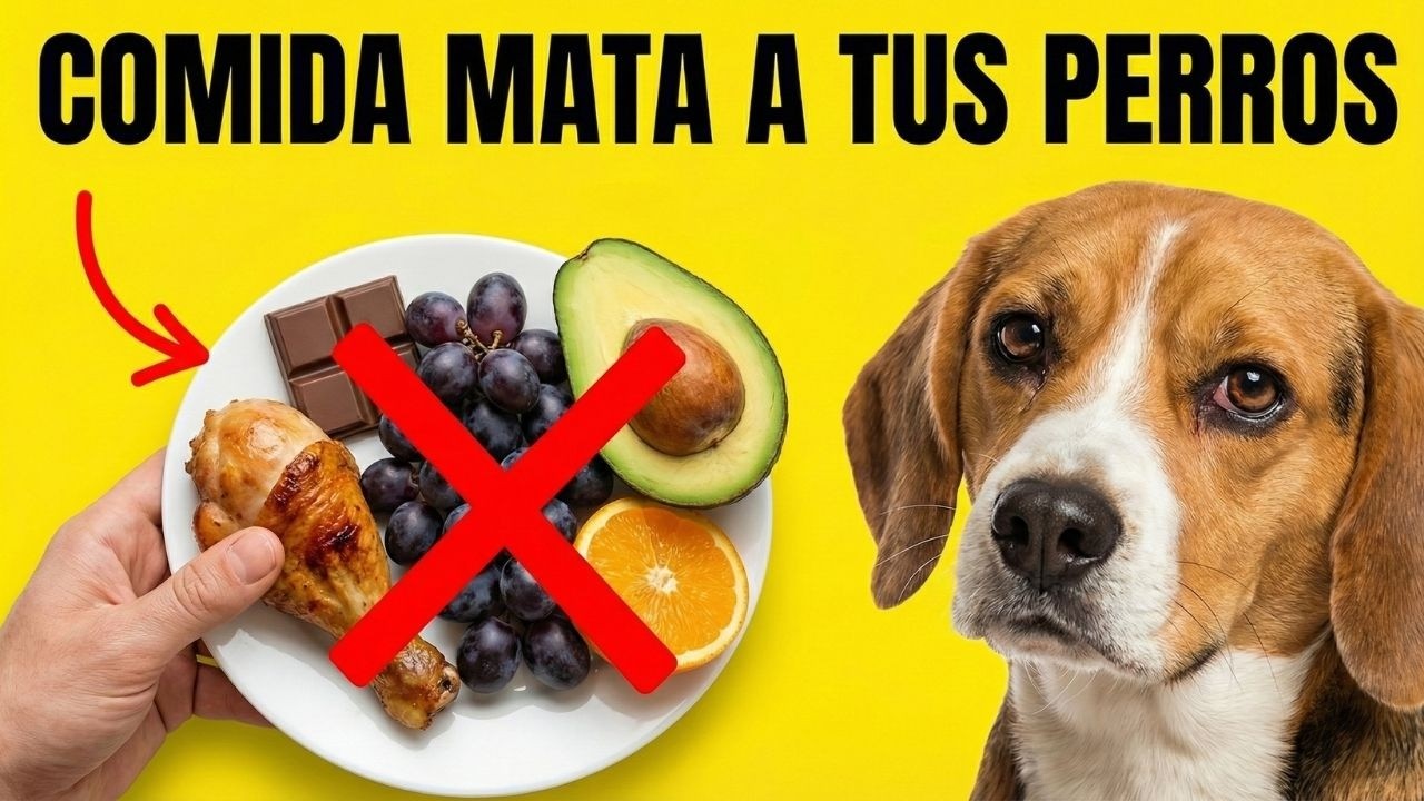 16 Alimentos Tóxicos Para Perros Que Nunca Debes Darles Aunque Te Rueguen 🚨🐶