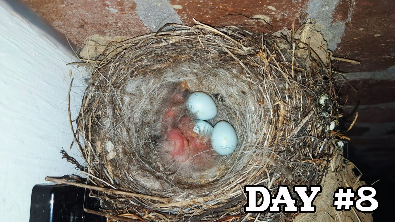 Fascinating 24-Day House Finch Timelapse from Eggs to Flight