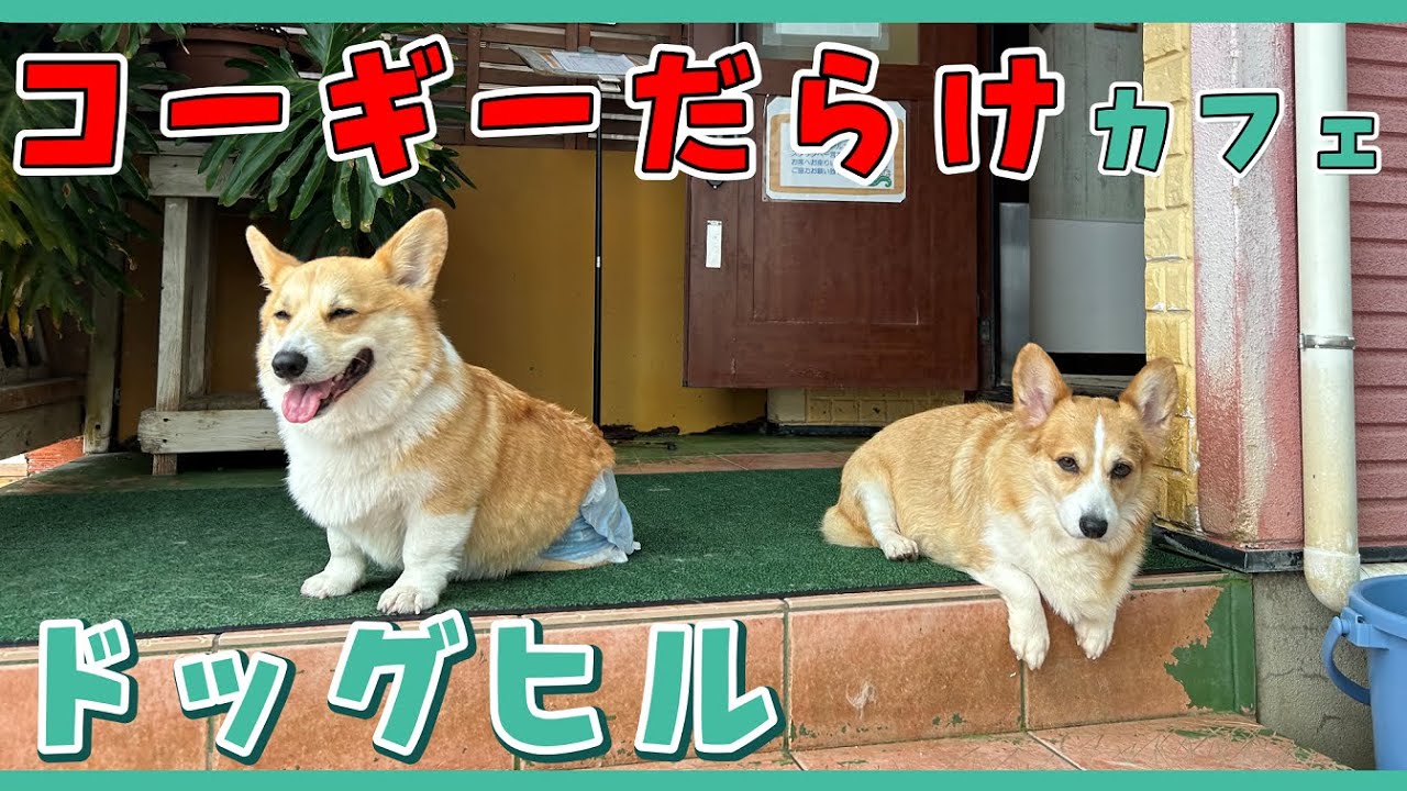 【コーギーの聖地！】ドッグヒルに行ってみたけれど｡｡｡