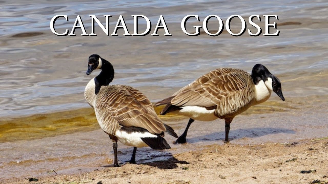 Goose : Cute Canada Geese, Bustling Sounds of Goose - Goose bird | Birds Video