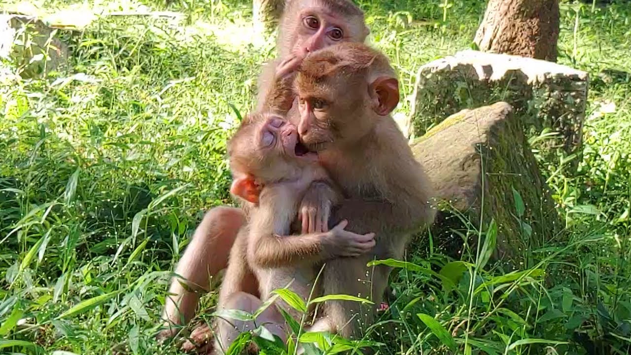 So Adorable Baby Liza Most Play very warmly With Other Small Monk-key