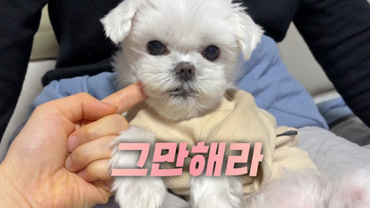 오빠한텐 에겐견 언니한텐 테토견｜견주 브이로그 Daily Vlog with My Maltese 💕🐶