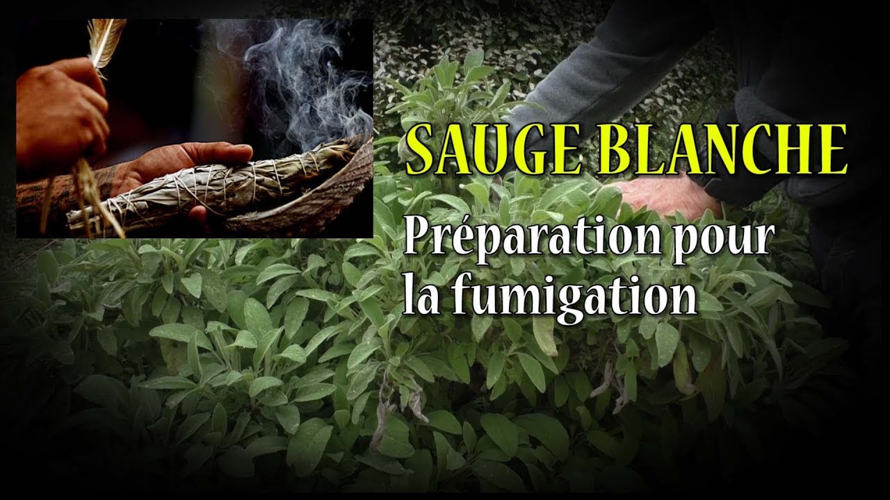SAUGE BLANCHE préparation pour fumigation et purification