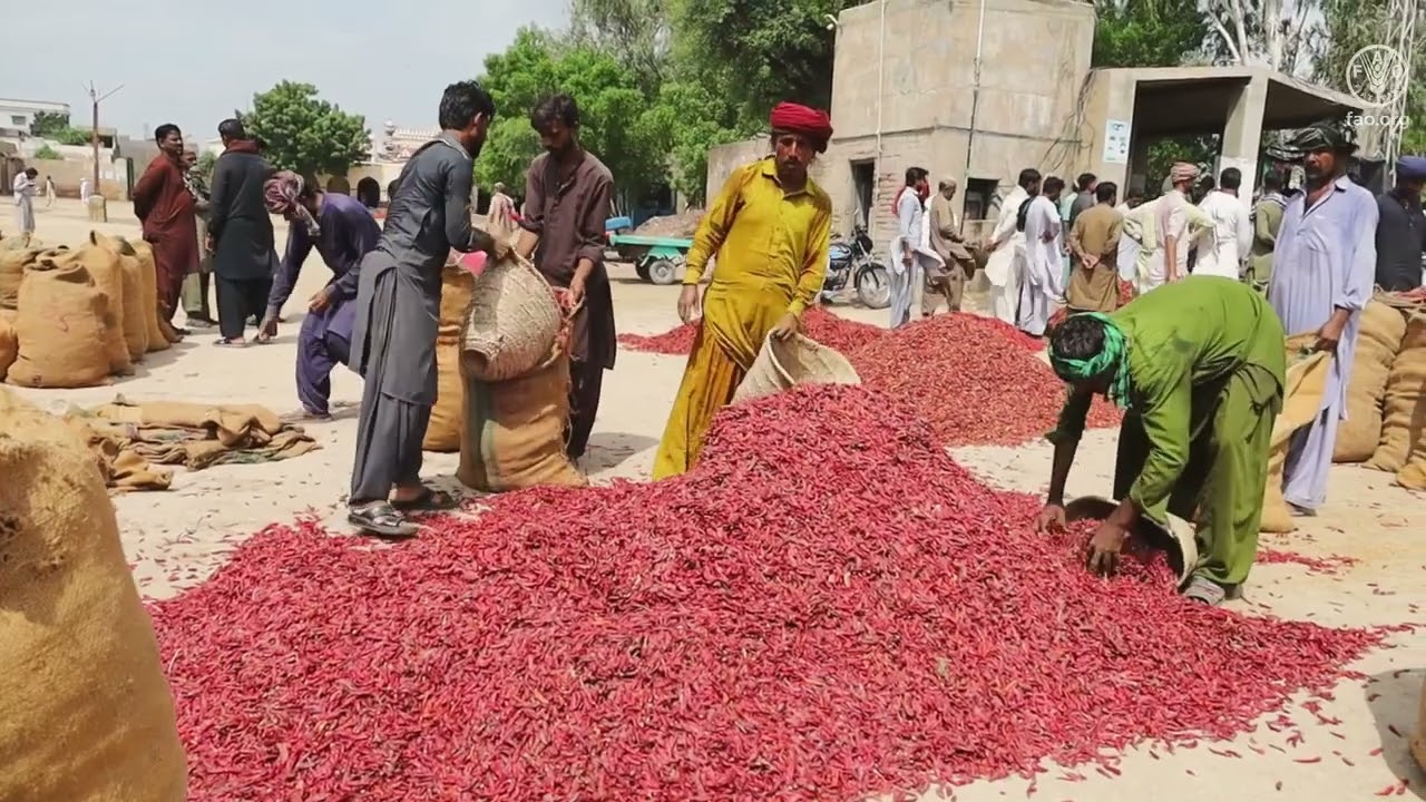 FAO works with producers across Pakistan for better production despite climatic shocks