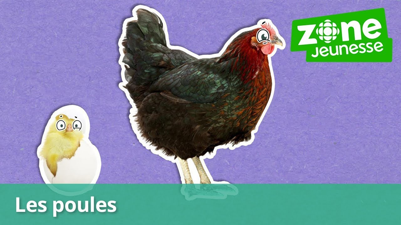 Explique-moi &ccedil;a! | Pourquoi les poules ne volent-elles pas? | Zone Jeunesse