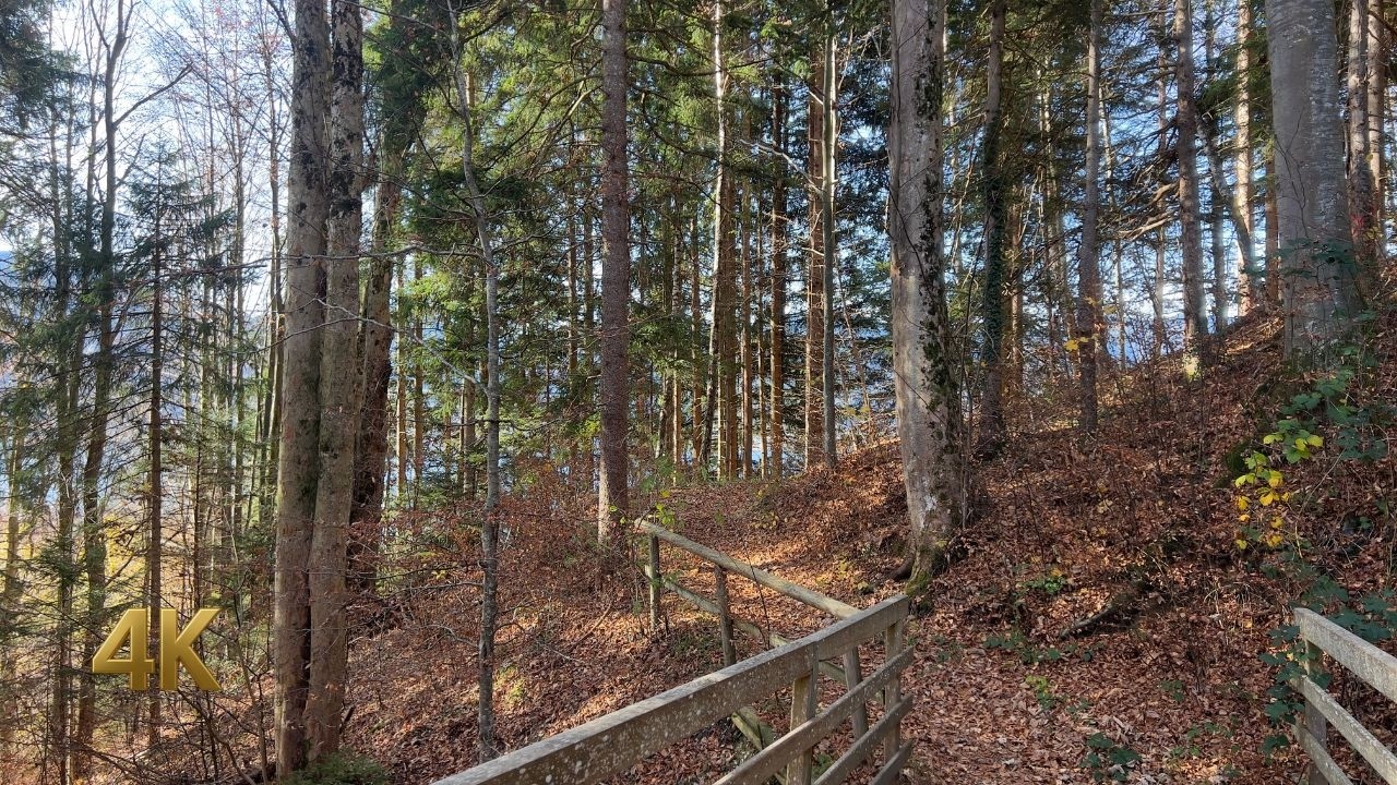 Autumn Morning Walk in Tegernsee Forest, Germany - 4K 60fps