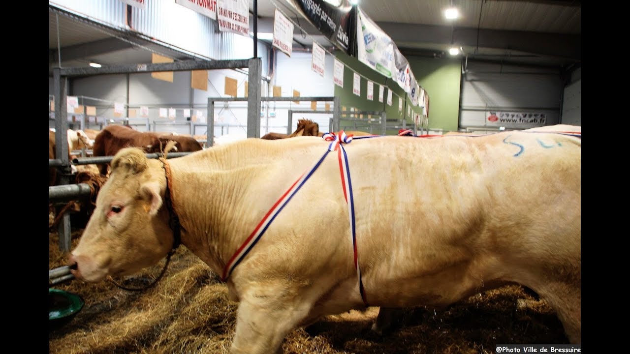 BRESSUIRE : Foire-Concours Animaux de Boucherie Haute Qualité (2018)