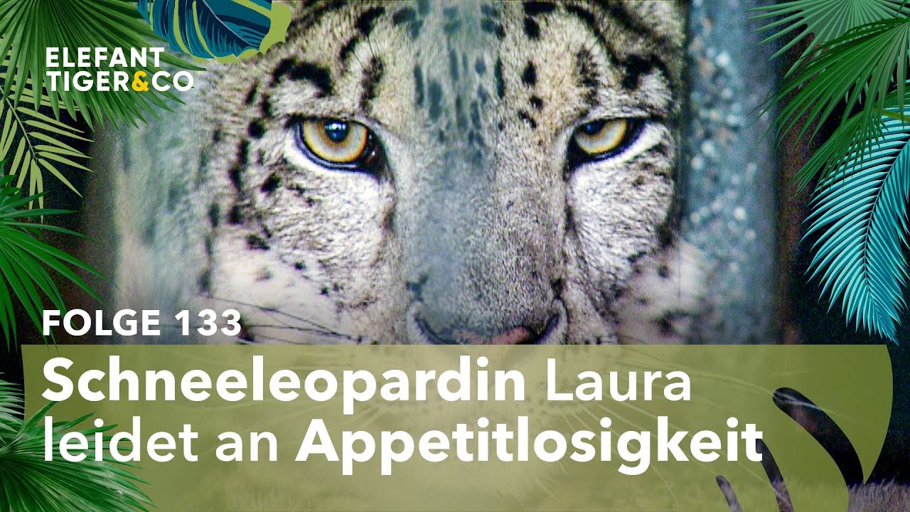 Große Sorge um Schneeleopardin Laura (Folge 133) | Elefant, Tiger & Co. | MDR