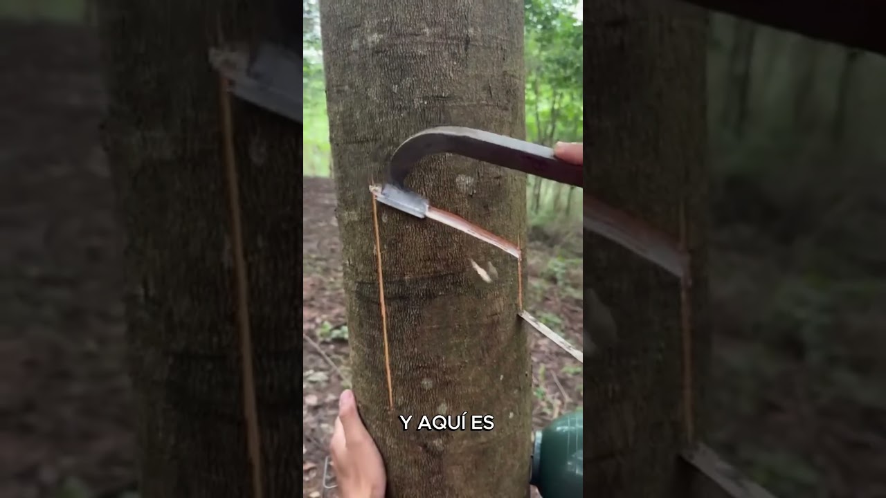 Descubriendo el &Aacute;rbol del Caucho: El Origen del L&aacute;tex #latex  #arboles #naturaleza