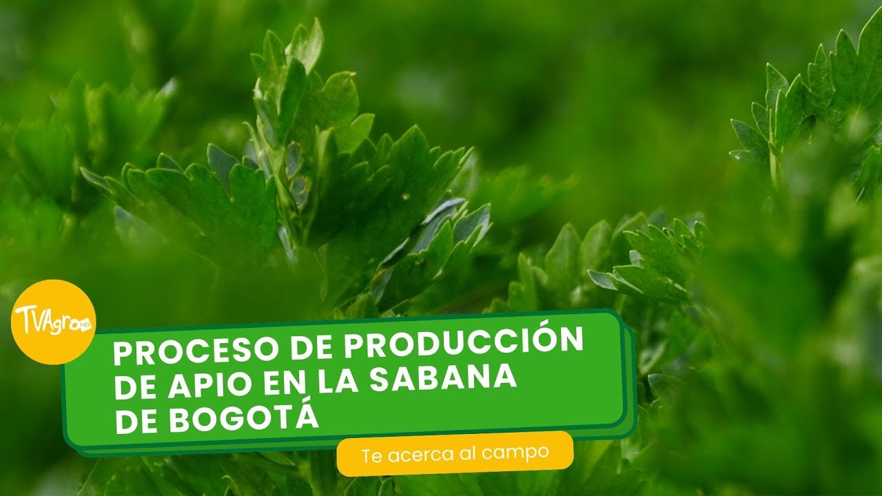 Proceso de producción de apio en la sabana de Bogotá - TvAgro por Juan Gonzalo Angel Restrepo