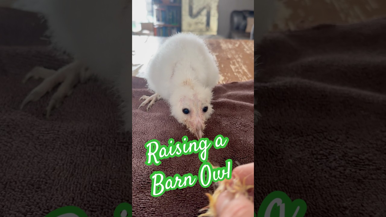 Raising a Barn Owl baby #owl #owls #birds #wildlife #barnowls #animals