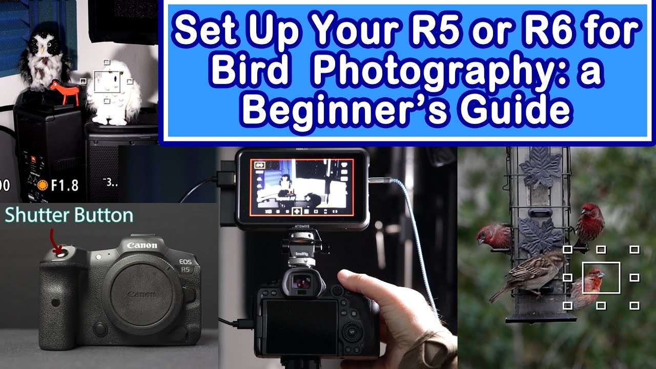 Set Up Your EOS R5 or R6 for Bird Photography: Must Make These Changes Before You Go Birding!