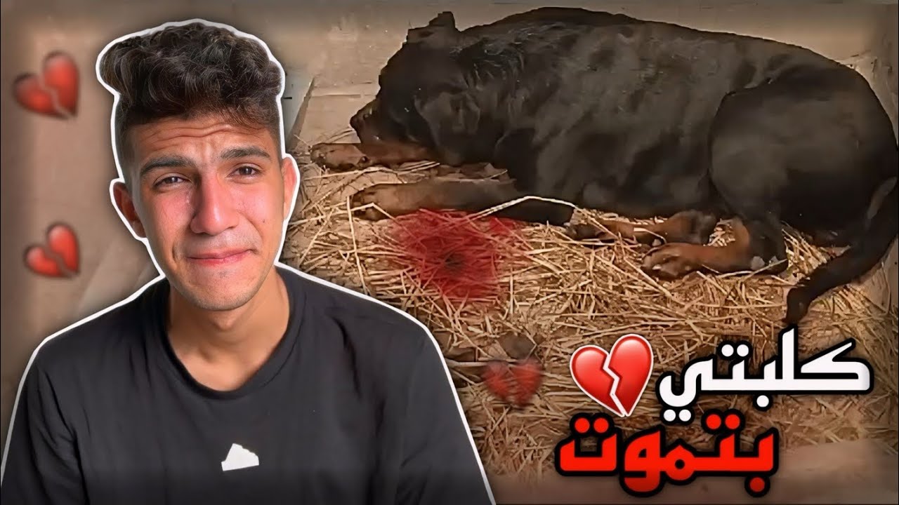 وصلني اسوأ خبر من مزرعتي و انا مسافر | الكلاب ماتت 💔