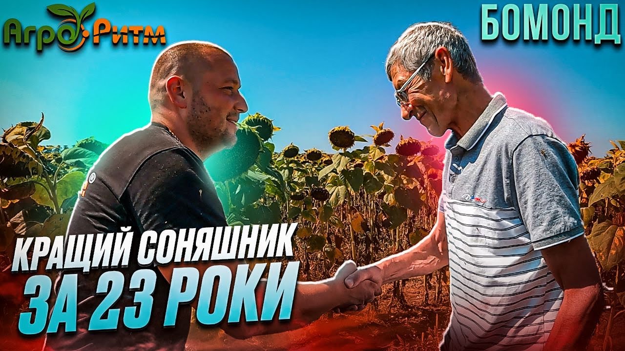23 РОКИ ЧЕКАВ ТАКОГО СОНЯШНИКУ І ОТРИМАВ ЙОГО ВІД АГРО-РИТМ!БОМОНД,БЕССАРАБІЯ.