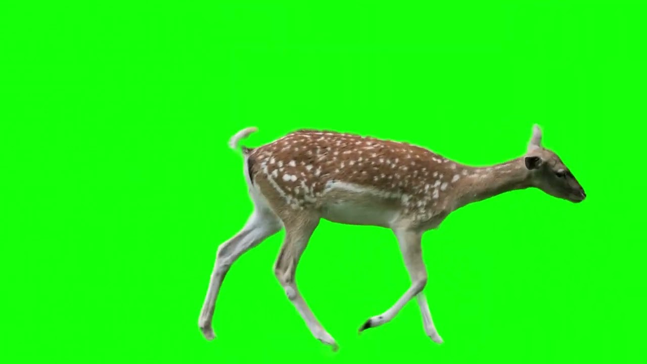 Deer green screen | reuse content | copyright free | no license