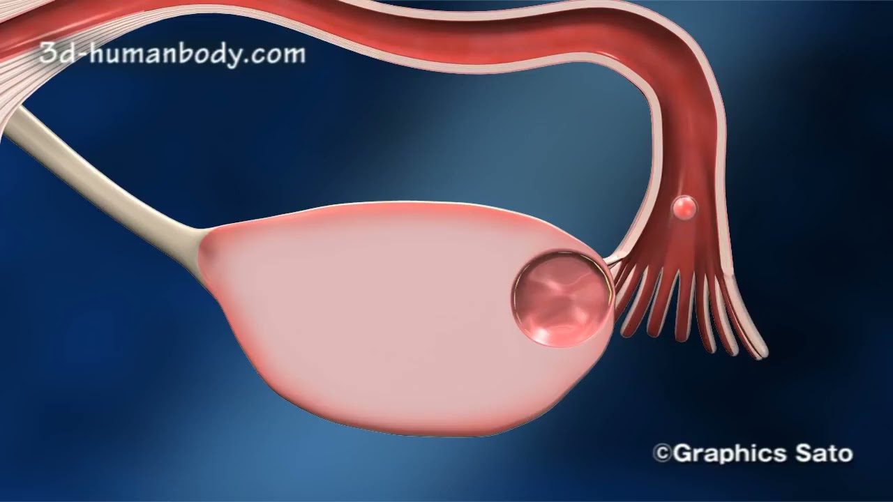 受精與著床fertilization and implantation animation