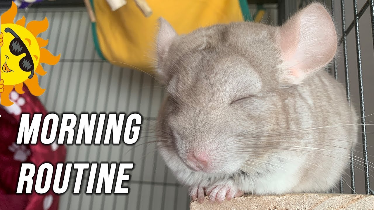 Chinchilla Morning Routine (Living with chinchilla)