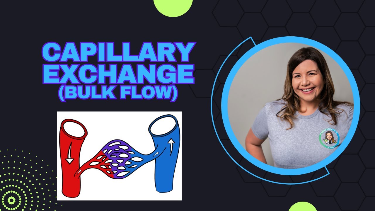 Capillary Exchange : Bulk Flow (Filtration and Reabsorption)