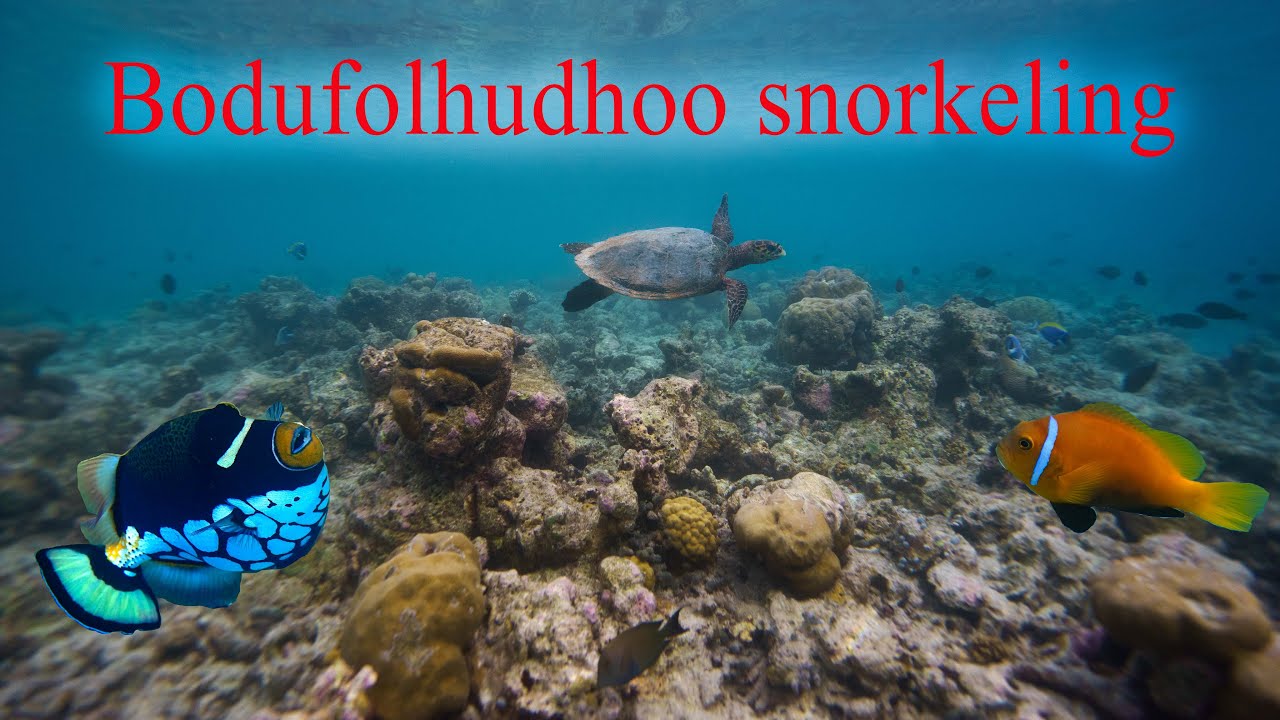 Bodufolhudhoo home reef snorkeling, Maldives, Dec 2019