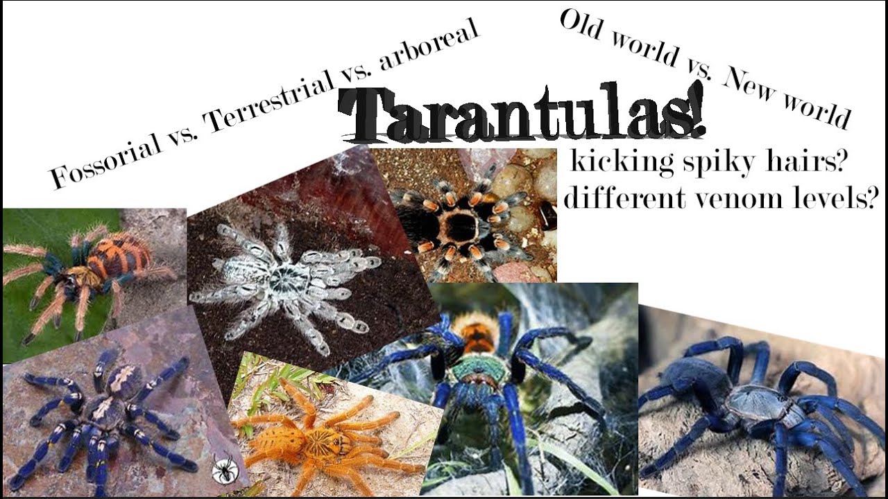 What are the different types of tarantulas?