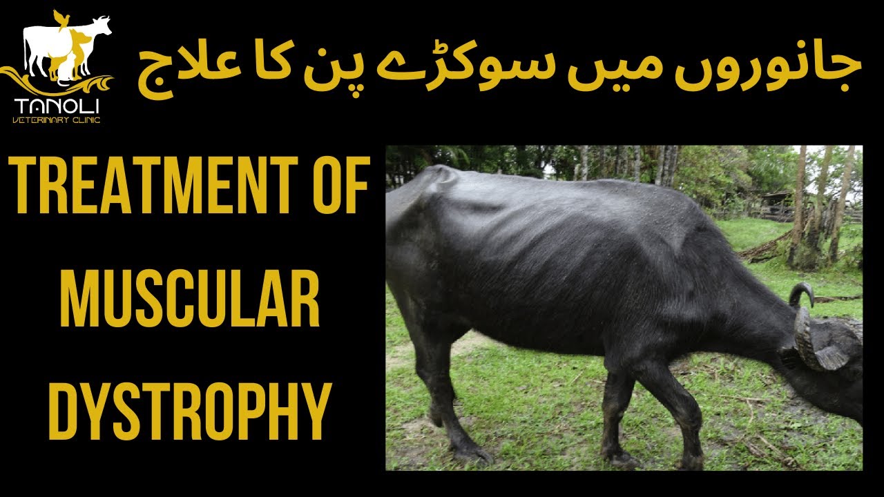 Muscular Dystrophy in Buffalo II Weight Loss II Hypothermia II Tanoli Veterinary Clinic