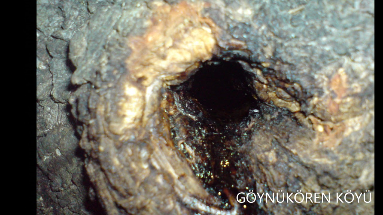 GÖYNÜKÖREN KÖYÜ