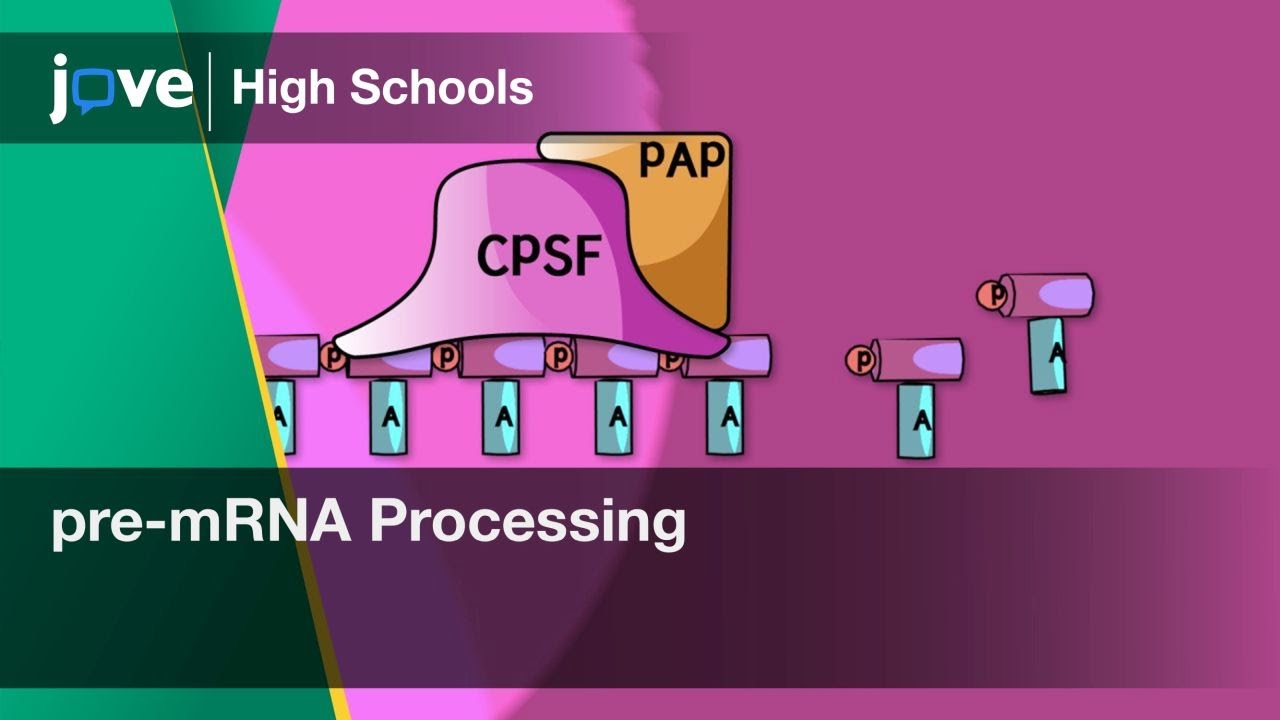 pre-mRNA Processing | Bio | Video Textbooks - Preview