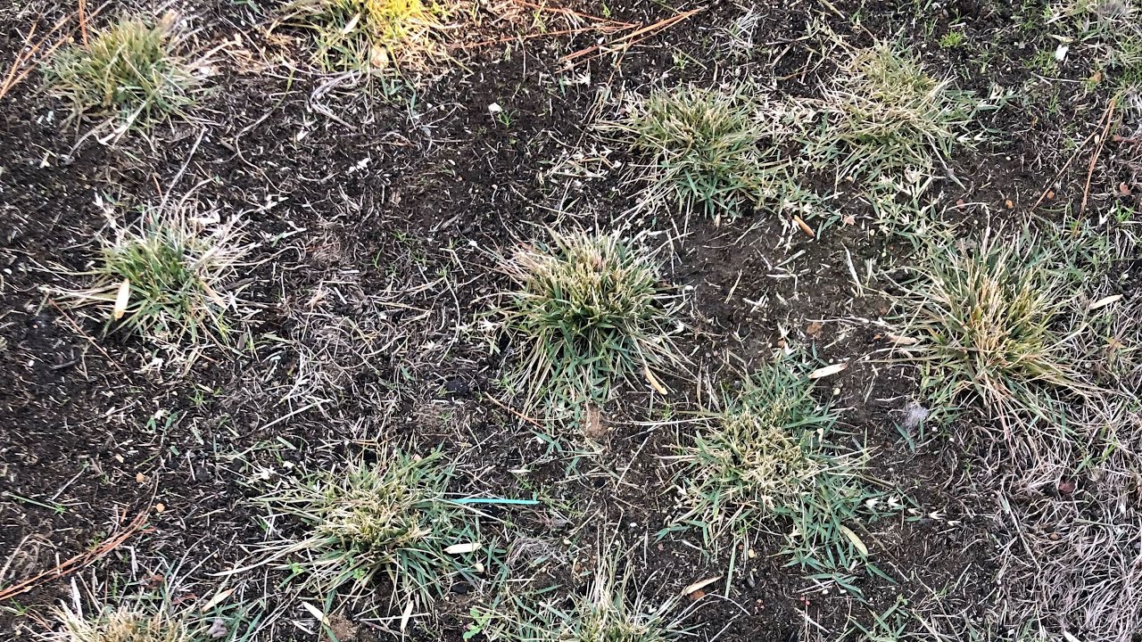 Zoysia plug grow in one year update!