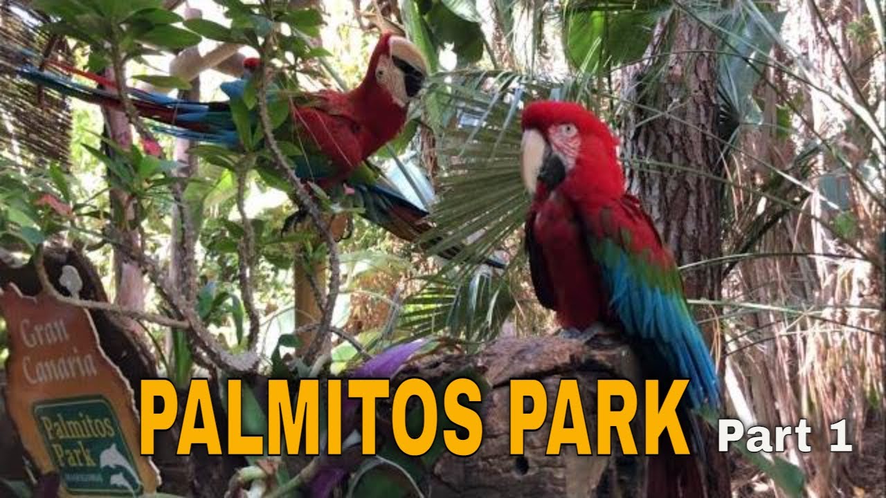 GRAN CANARIA, PALMITOS PARK, MASPALOMAS, Delfines, Loros, Espectáculos de Aves Rapaces.
