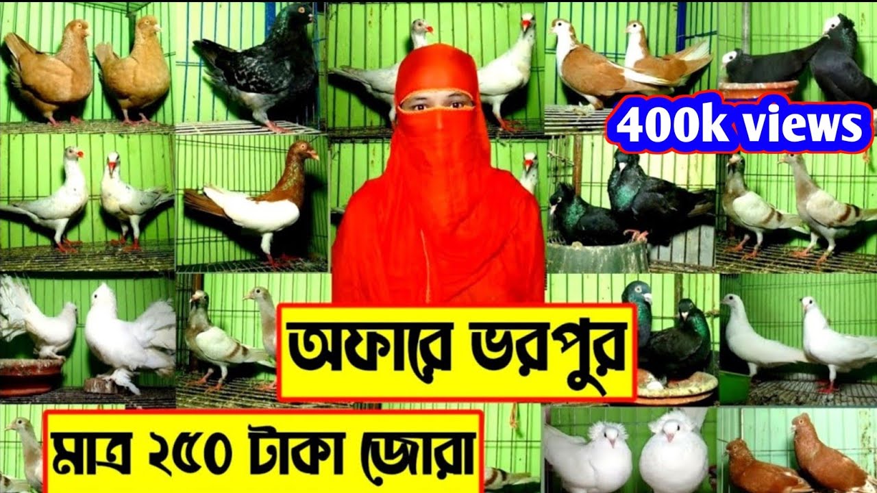 বিক্রি হবে ২৫০ টাকা জোরা করে শোকিং ডেনিশ সিরাজি কবুতর কিনুন সবচেয়ে কম দামে ফেন্সি কবুতর বিক্রি হবে