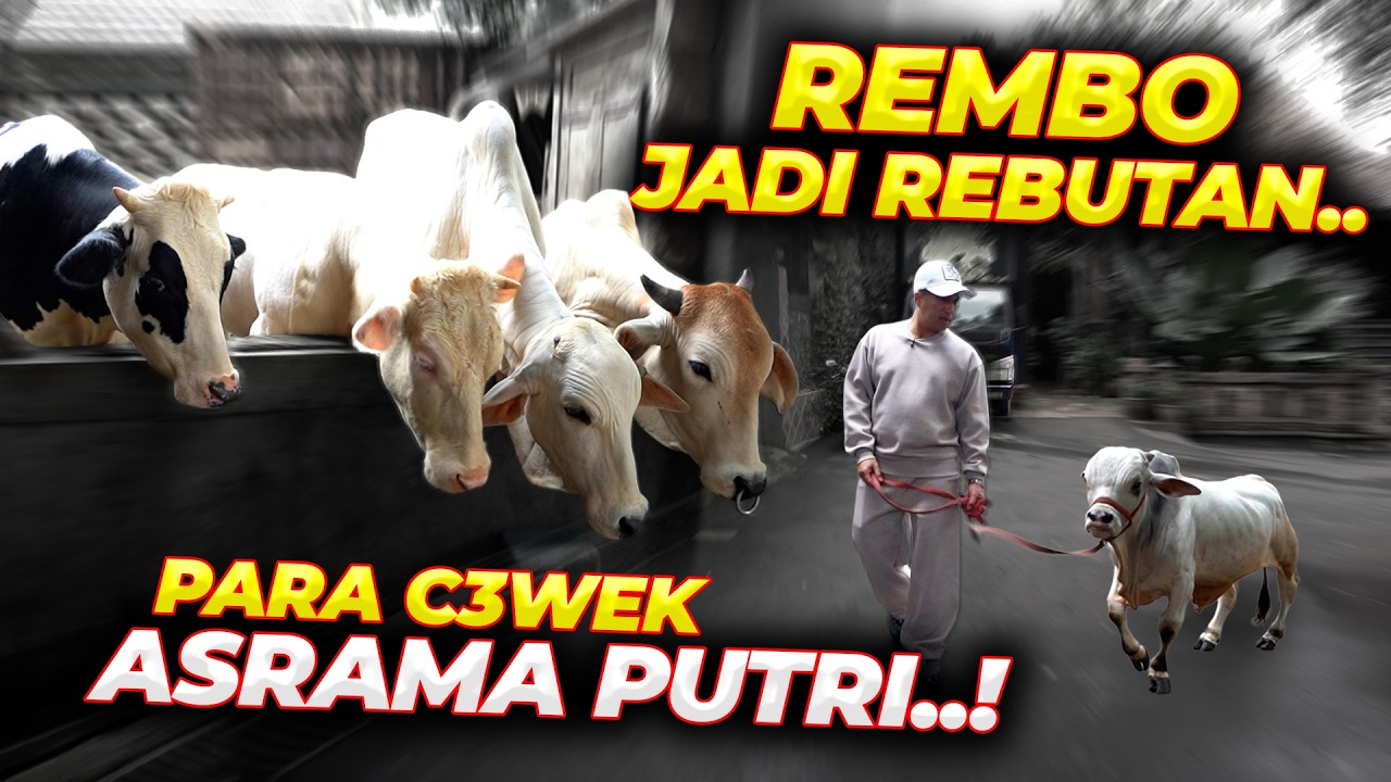 NEK4T..!! LATIH SENDIRI SAPI-SAPI ASRAMA PUTRA..!!