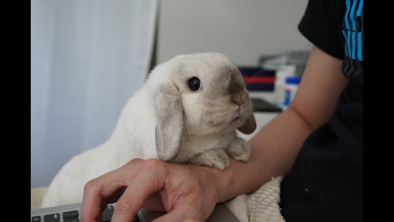 Fluffy bunny wake up call 🐰