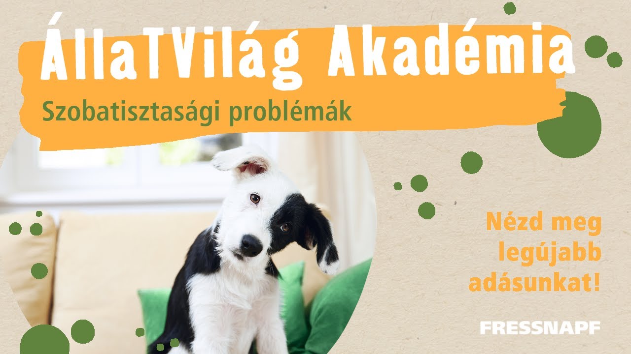 ÁllaTVilág Akadémia - Szobatisztasági problémák