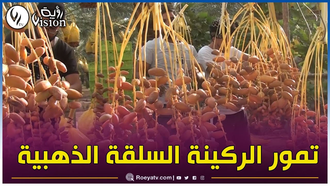 ♨انطلاق موسم جني 
