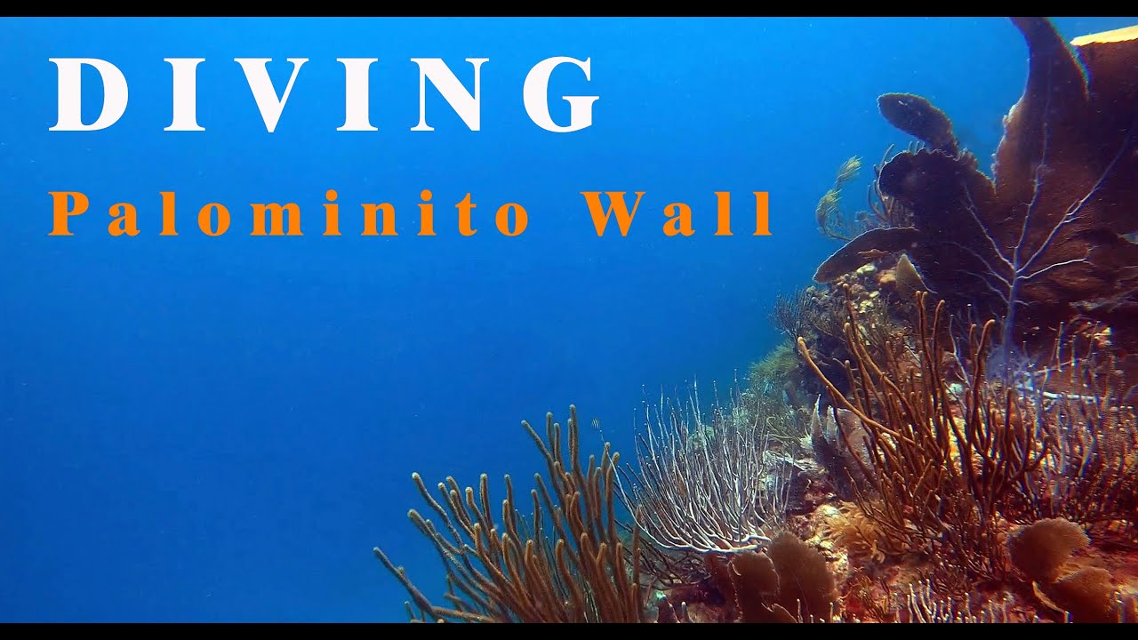 Diving Palominito Wall Fajardo, Puerto Rico