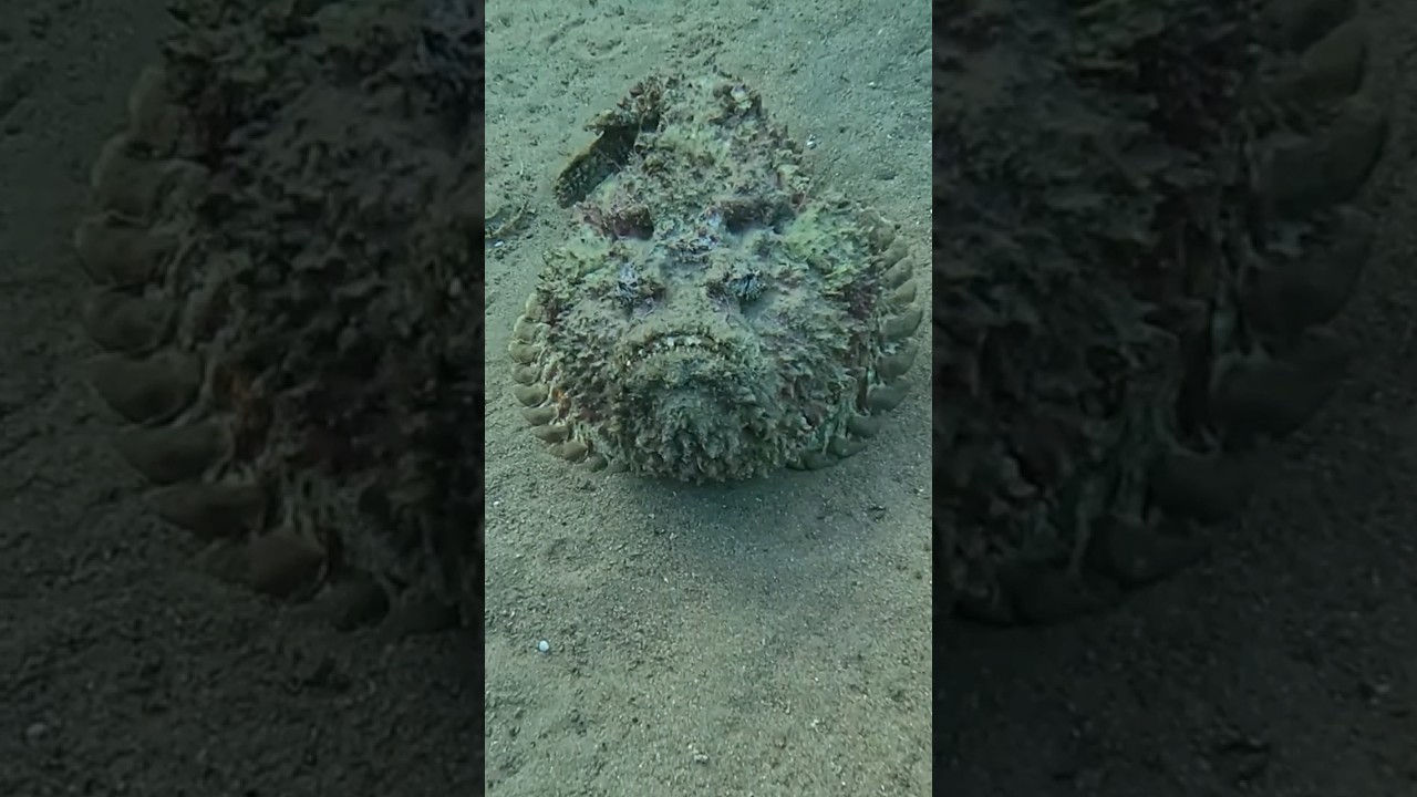 Reef Stonefish (watch out!) @RedSeaBit #stonefish, #zackdfilms, #redsea